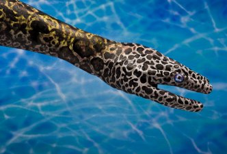 Leopard Muray - Ph. Guido Daniele